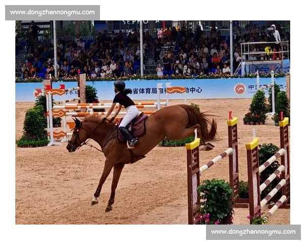 中国马术冠军杯赛邯郸站燃情启幕 顶级赛事点亮古城 中国马术冠军杯赛邯郸站燃情启幕 顶级赛事点亮古城